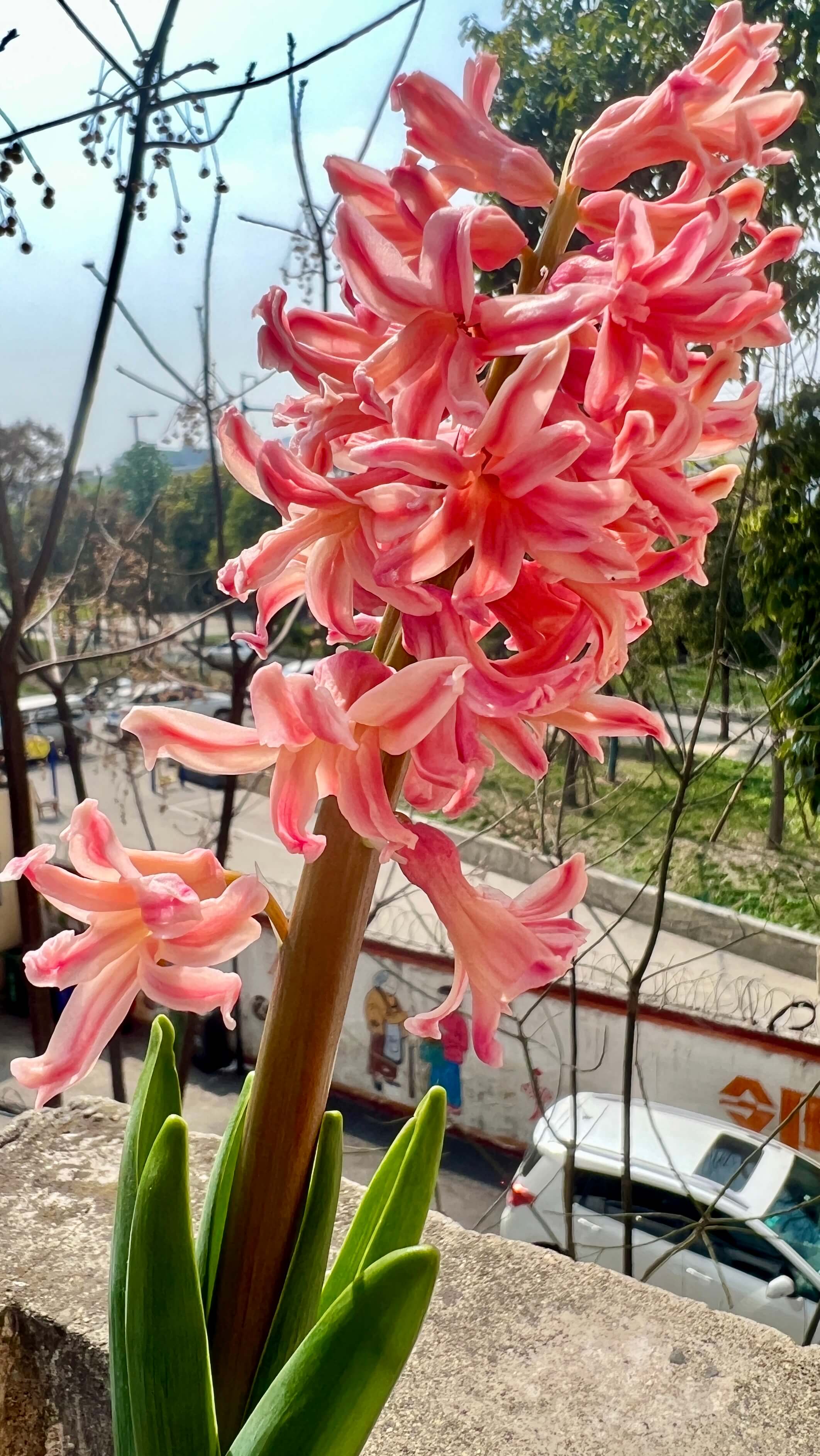 最后开花的粉色花花