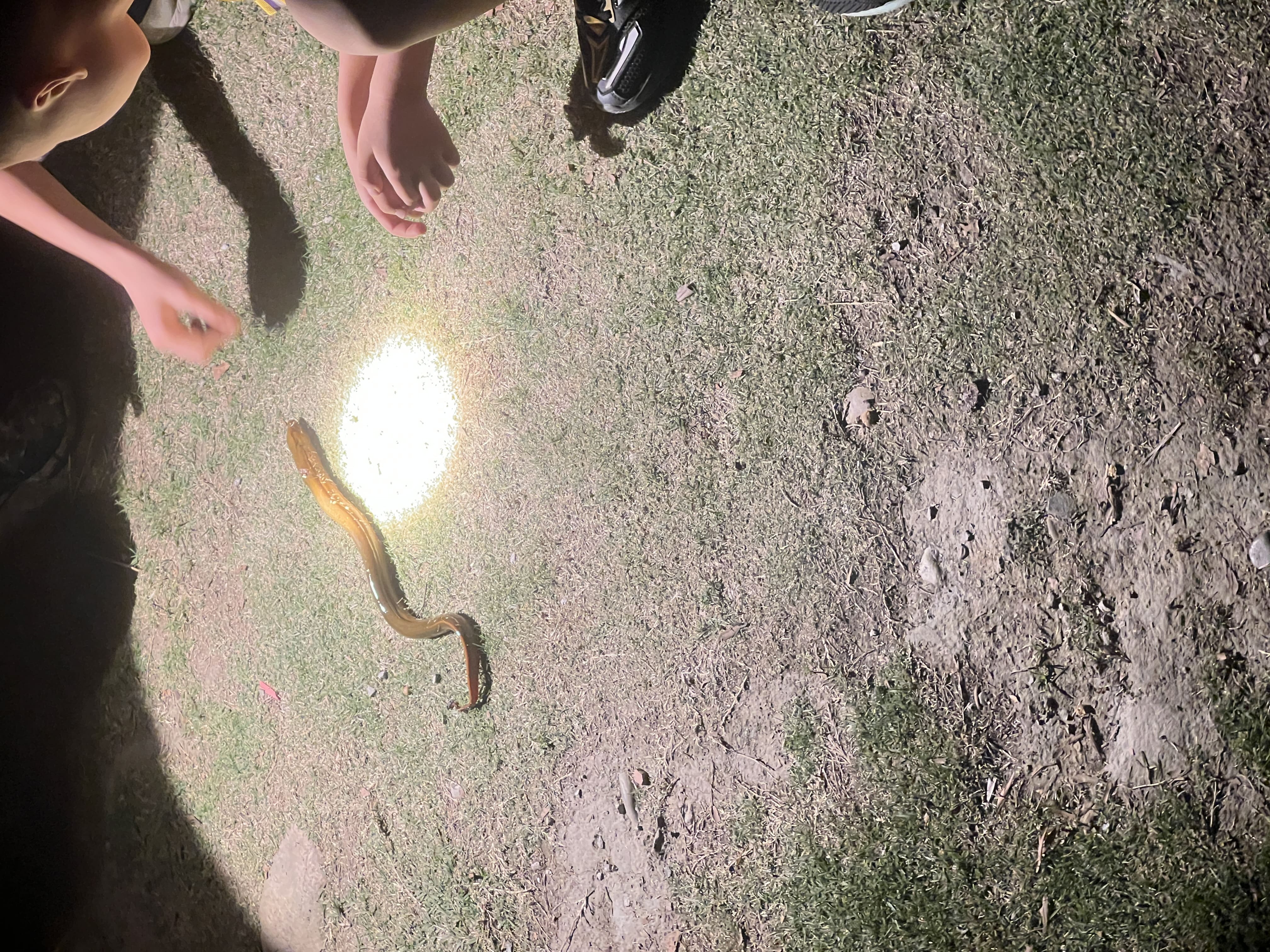 跑步时碰见别人钓起来的鳝鱼
