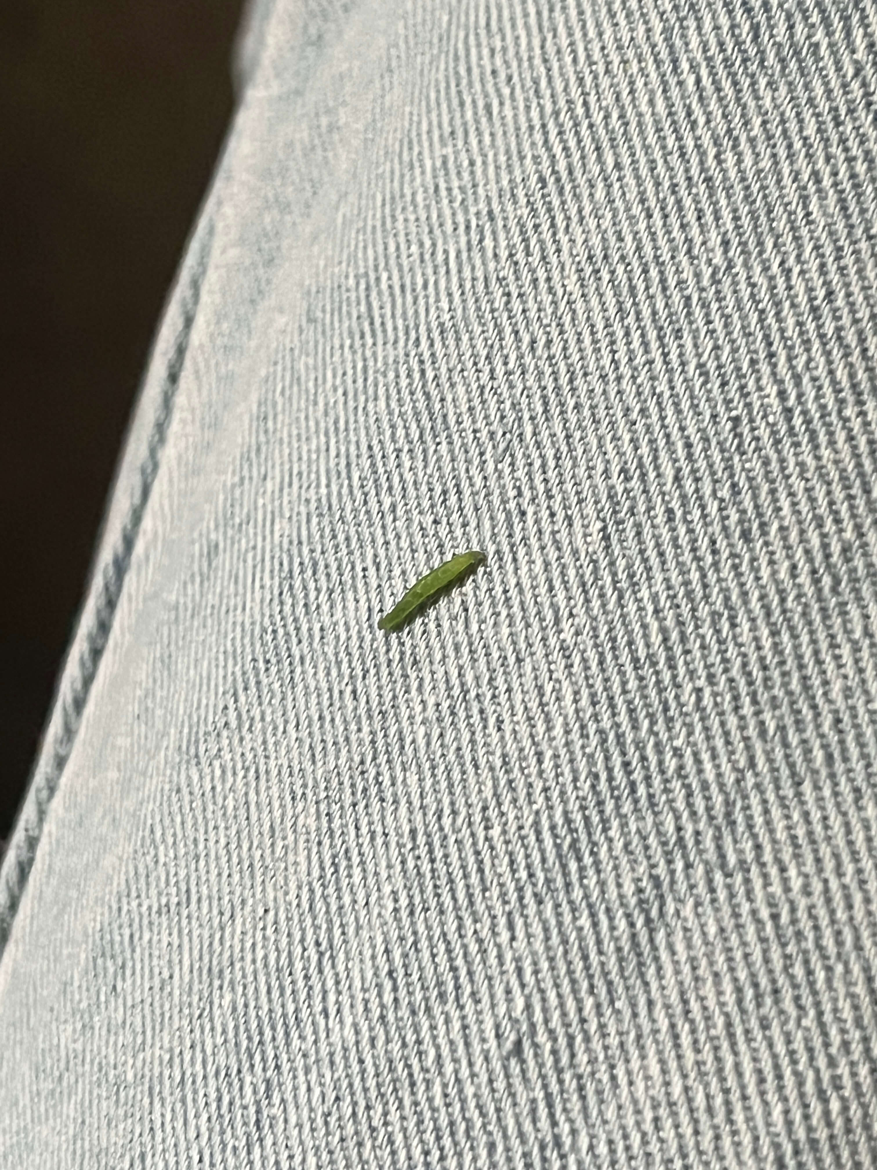 洗完菜发现一只小青虫