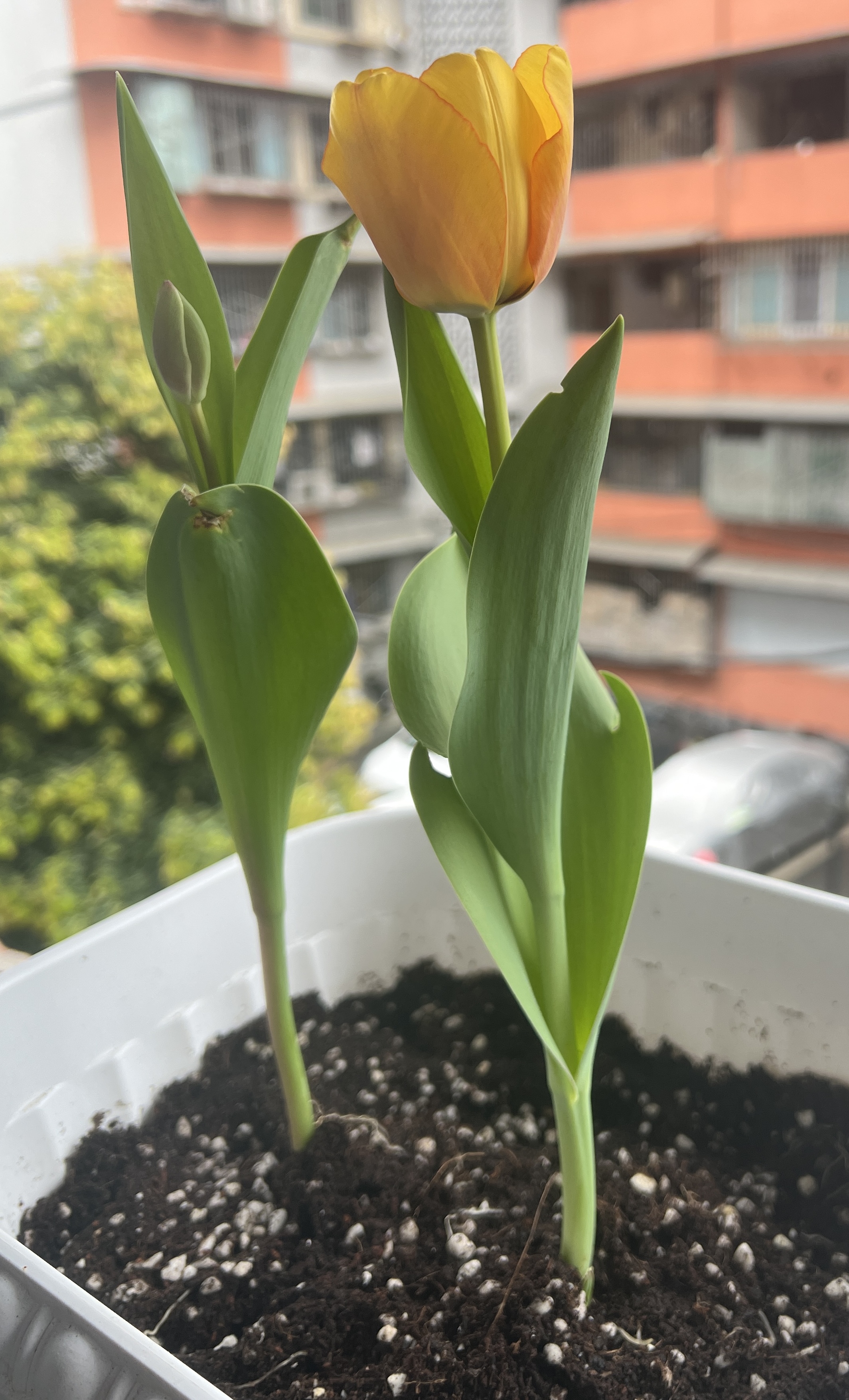 最后一位“幸存者”